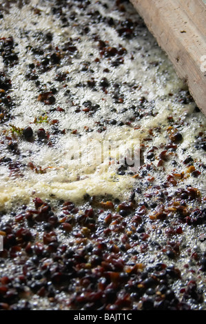 pinot noir fermenting must and grapes domaine gachot-monot nuits-st-georges cote de nuits burgundy france Stock Photo