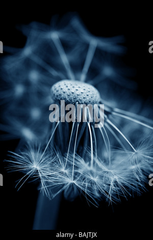 dandelion with seeds ready for dispersal Stock Photo