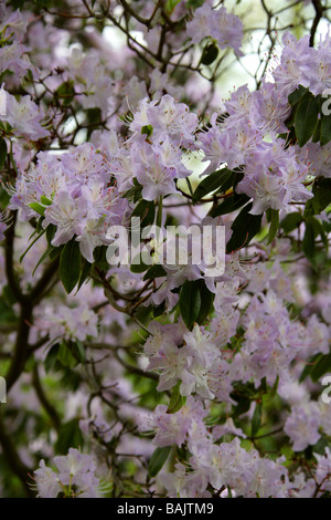 Lilac Coloured Rhododendron, Ericaceae Stock Photo - Alamy
