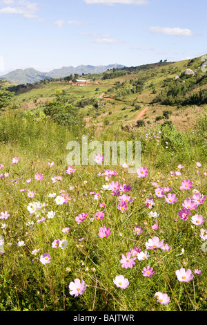 Cosmos growing in the Kirk Range east of Dedza, Malawi, Africa Stock Photo