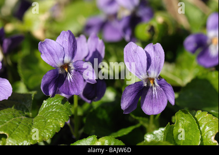 Common dog violet Viola riviniana flowering plant Stock Photo