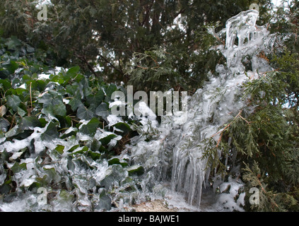 English Ivy evergreen ice iced juniper icicle horizontal cold winter plants botanical horizontal hardy frozen freeze shrub Stock Photo