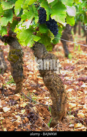 pinot noir old vine sandy gravelly soil ch de corton andre aloxe-corton cote de beaune burgundy france Stock Photo