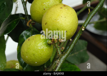 Honeydew soft brown scale insects Coccus hesperidum on lemon fruit Stock Photo
