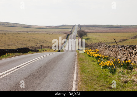 Long straight quiet country road with roadside Daffodils in Northumberland National Park. Northumberland England UK Britain. Stock Photo