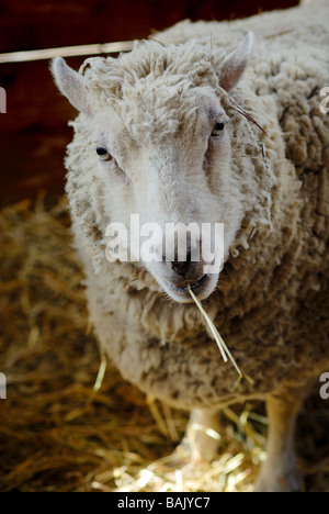 A sheep looks comical with a piece of hay hanging frmo his mouth like a cigarette. Stock Photo