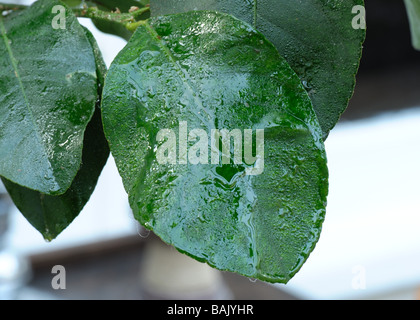 Honeydew created by soft brown scale insects Coccus hesperidum on a lemon leaf Stock Photo