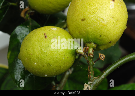 Honeydew soft brown scale insects Coccus hesperidum on lemon fruit Stock Photo