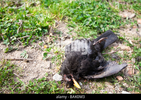 dead decaying black bird on brown leaves Stock Photo - Alamy