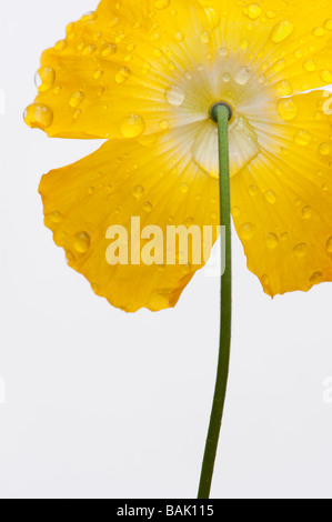 Meconopsis cambrica, Welsh Poppy, and raindrops on white background Stock Photo