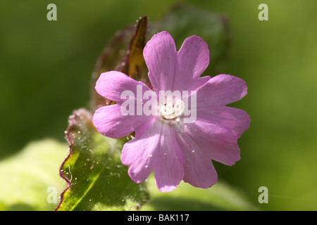 red campion silene dioica in bloom close up of single bloom Stock Photo