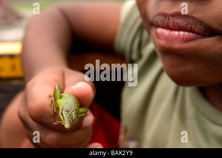 A boy holds a pet tree skink in Kolonia Town on Pohnpei Island, Federated States of Micronesia. Stock Photo