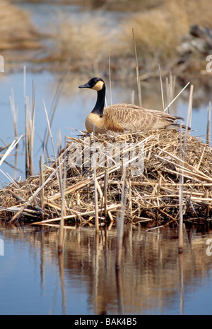 Canadian Goose nesting in Chincoteague National Wildlife Refuge Assateague Island Virginia USA Stock Photo