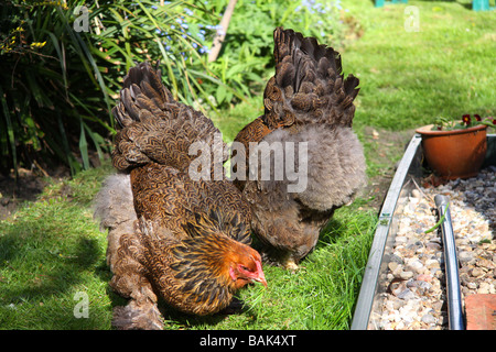 Two Brahma hens, one with a mouthful of grass, enjoying the freedom of the garden Stock Photo