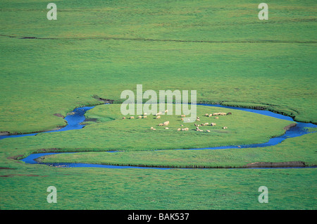 Mongolia, Arkhangai Province, Snake Valley, herd of sheep Stock Photo