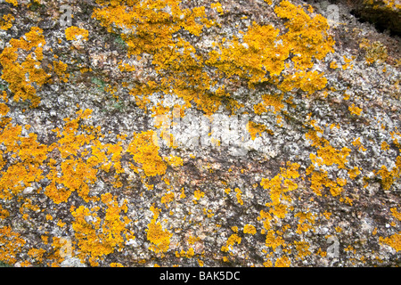 Xanthoria parietina lichens on an old granite wall in the Alentejo region, south Portugal. Stock Photo