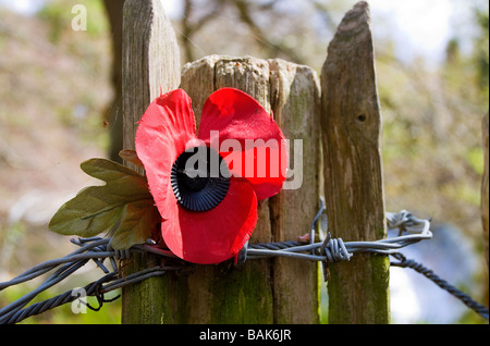 artificial poppy and barbed wire on fence post near dam on River Coquet near Guyzance which was the scene of a tragedy in 1945 Stock Photo
