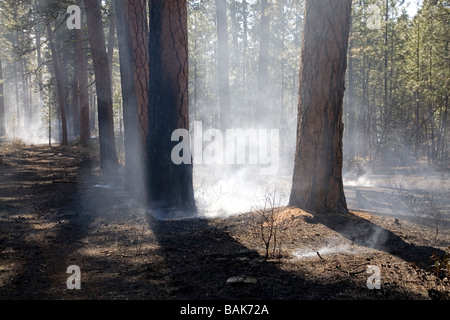 Smoke rises from charred ponderosa pine trees after a small forest wildfire Stock Photo