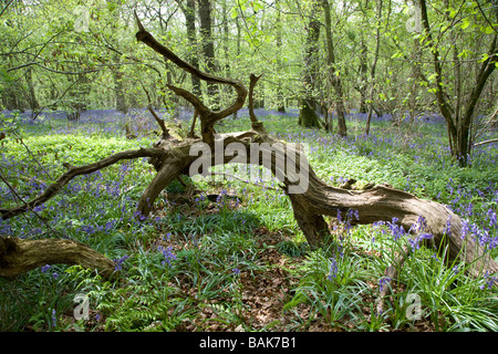 Fallen tree in a Bluebell wood, Spring 2009 Stock Photo