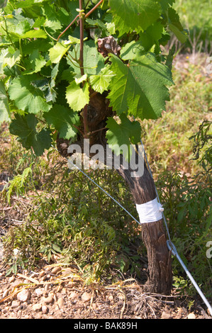 syrah field grafted on mourvedre recently mas du notaire rhone france Stock Photo