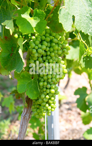 Syrah field grafted on mourvedre mas du notaire rhone france Stock Photo