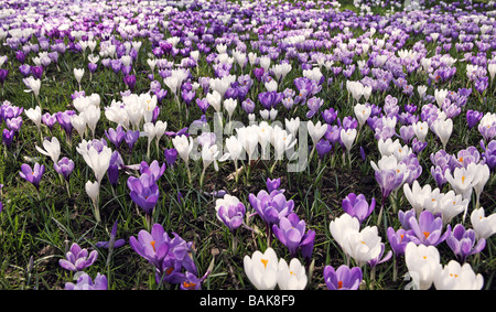 Lots of crocuses in a meadow Stock Photo
