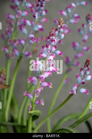 Lachenalia rosea, Hyacinthaceae, Cape Province, South Africa Stock Photo