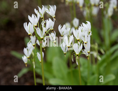 Shooting Star or Pride of Ohio, Dodecatheon meadia, Primulaceae, North America, USA Stock Photo