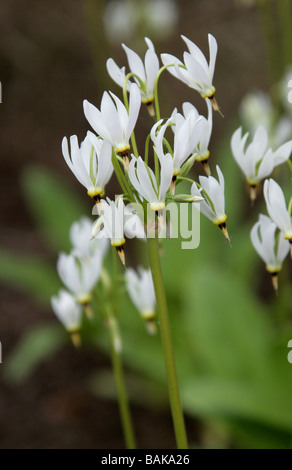 Shooting Star or Pride of Ohio, Dodecatheon meadia, Primulaceae, North America, USA Stock Photo