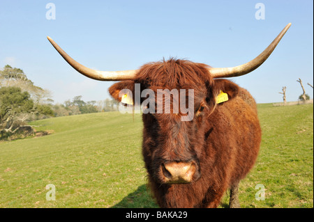 French saler cow with long horns Stock Photo