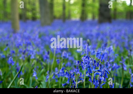 Carpet of English native Bluebells in ancient woodland. Stock Photo