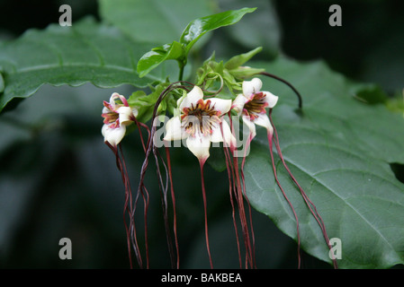 Corkscrew Flower or Spider Tresses, Strophanthus preussii, Apocynaceae, Tropical West Africa Stock Photo