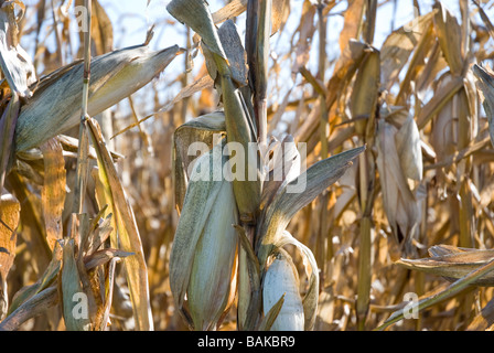 close up of ears of corn in a corn field in autumn ready to be harvested Stock Photo