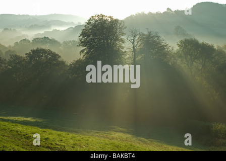 Early morning rays of sunlight through trees in Beaminster Dorset Stock Photo