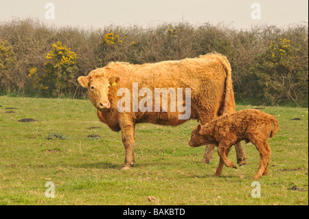 limousin cross suckler beef  cow with day old calf Stock Photo