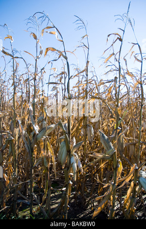 corn field in autumn ready to be harvested Stock Photo