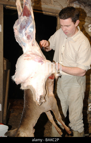 Deer stalker skinning a roe deer Stock Photo