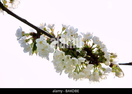 detail picture of a cherry tree Stock Photo