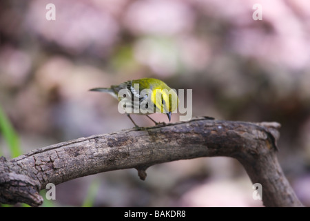 Black throated green Warbler Dendroica virens virens Spring migrant male in breeding plumage on branch Stock Photo