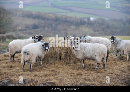 Scottish black face sheep eating  from a round feeder Stock Photo