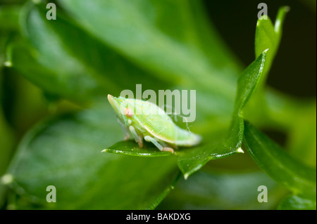 Australian planthopper nymph Stock Photo