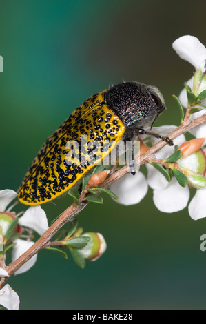 Jewel beetle on heath tea-tree flowers Stock Photo