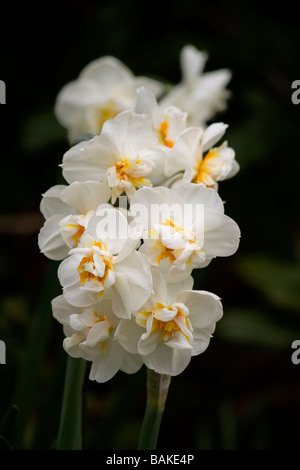White narcissus cheerfulness flowering in April Stock Photo