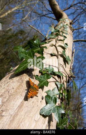 Wide angle view of Comma Polygonia c-album butterfly basking on side of tree, wings open in woodland, Worcestershire, UK. Stock Photo