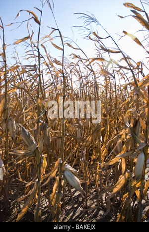 corn field in autumn ready to be harvested Stock Photo