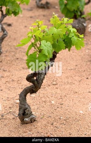 Goblet Vine Training Pros And Consnull