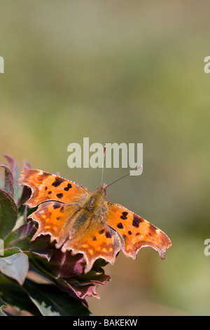 Wide angle view of Comma Polygonia c-album butterfly sitting on plant with wings open in woodland, Worcestershire, UK. Stock Photo