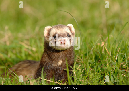Polecat ferret in a field Stock Photo