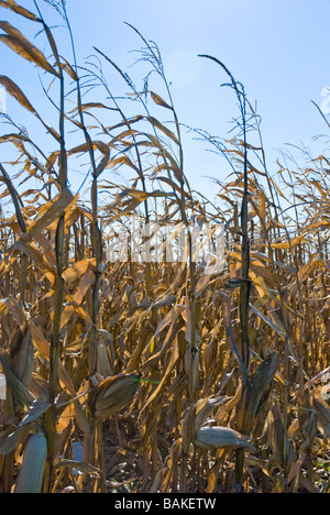 corn field in autumn ready to be harvested Stock Photo