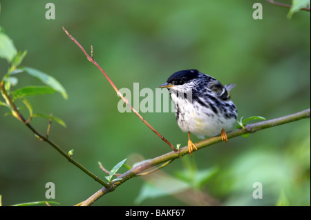 Blackpoll Warbler Dendroica striata on branch Stock Photo